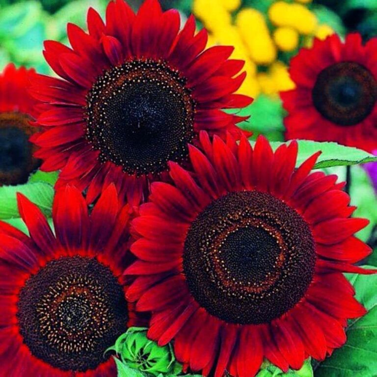 Red Sunflower Seeds