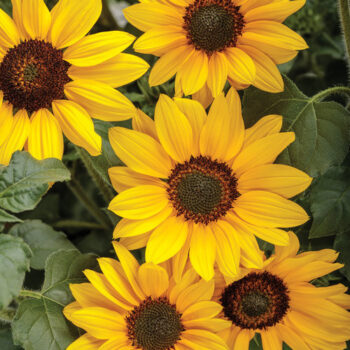 Yellow Sunflower F1 Hybrid Seeds