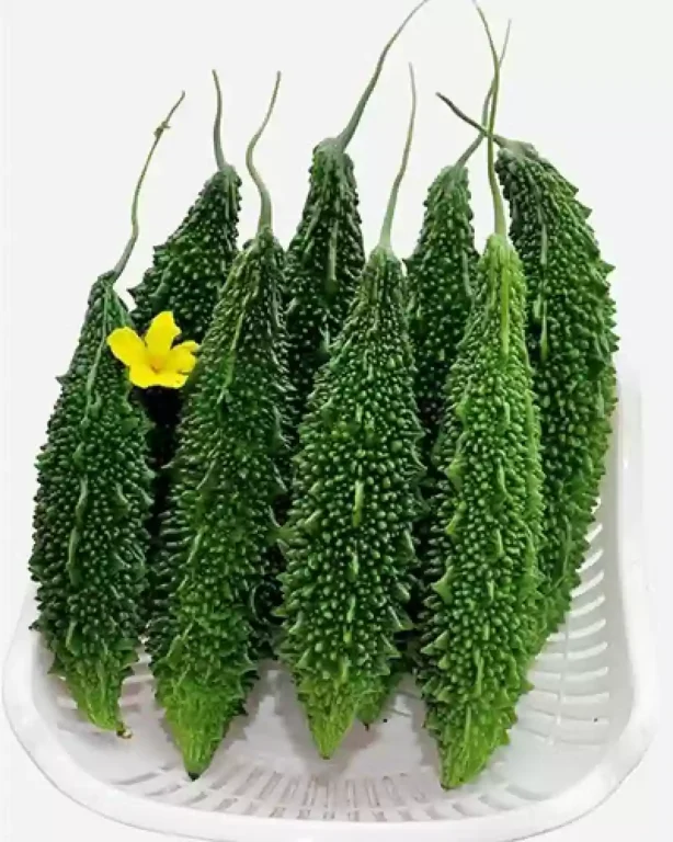 Bitter Gourd OP Variety Seeds