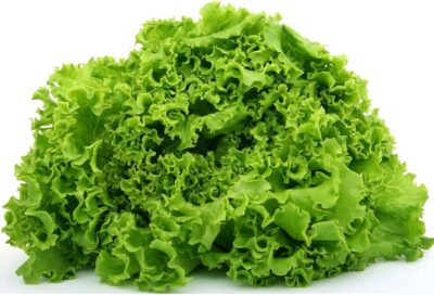 Lettuce OP Variety Seeds