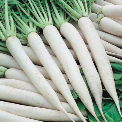 1000037172 White Radish OP Seeds
