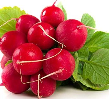 Red Radish OP Variety Seeds