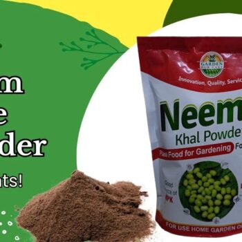 Neem Khal Powder