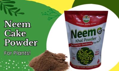 Neem Khal Powder