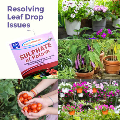 Sulphate of Potash (Potassium Sulphate) 250 Gram – The Ultimate Chloride-Free Fertilizer for Plant Health & Productivity - Image 4