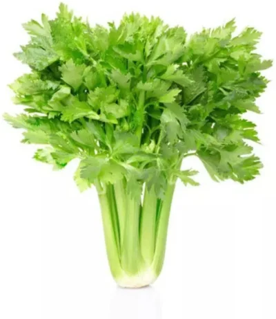 Celery F1 Hybrid Seeds
