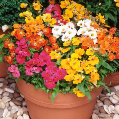 Nemesia Flower Seeds F1 Hybrid