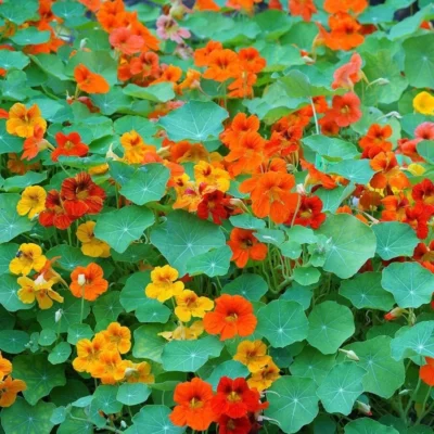 5-nasturtium-mix-flower-seeds-n9476-aywal-original-imagttqmyvunrbqv Nasturtium Flower Seeds F1 Hybrid