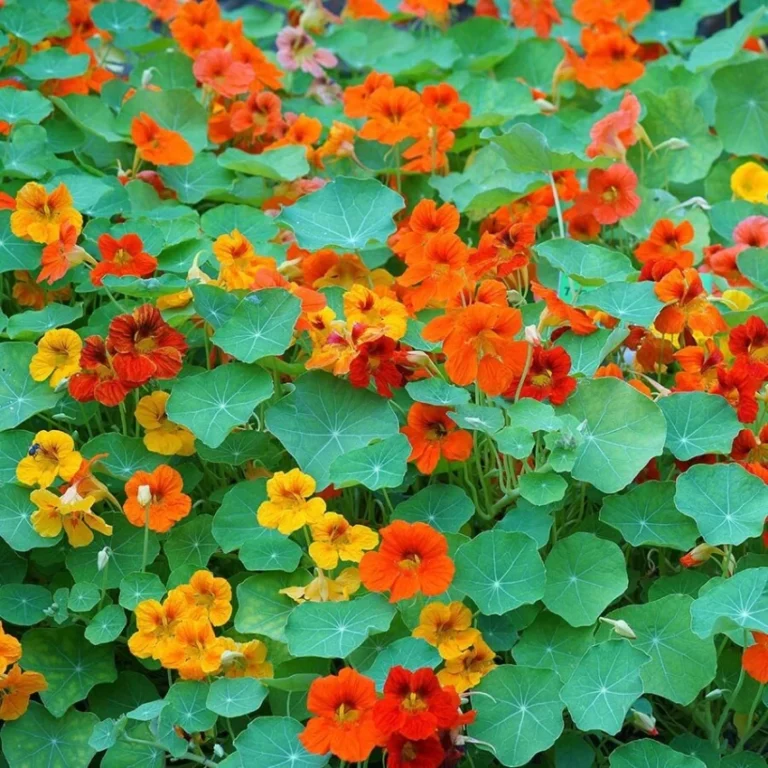 Nasturtium Flower Seeds F1 Hybrid