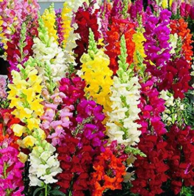 Antirrhinum Flower Seeds