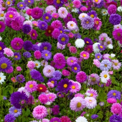 Aster-Formula-Mix-Astar-puvvu-4 Aster Flower Seeds