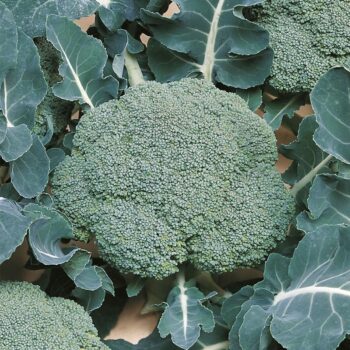 Broccoli F1 Hybrid Seeds