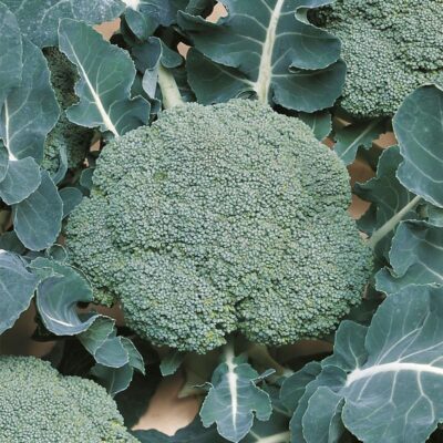 Broccoil Broccoli F1 Hybrid Seeds