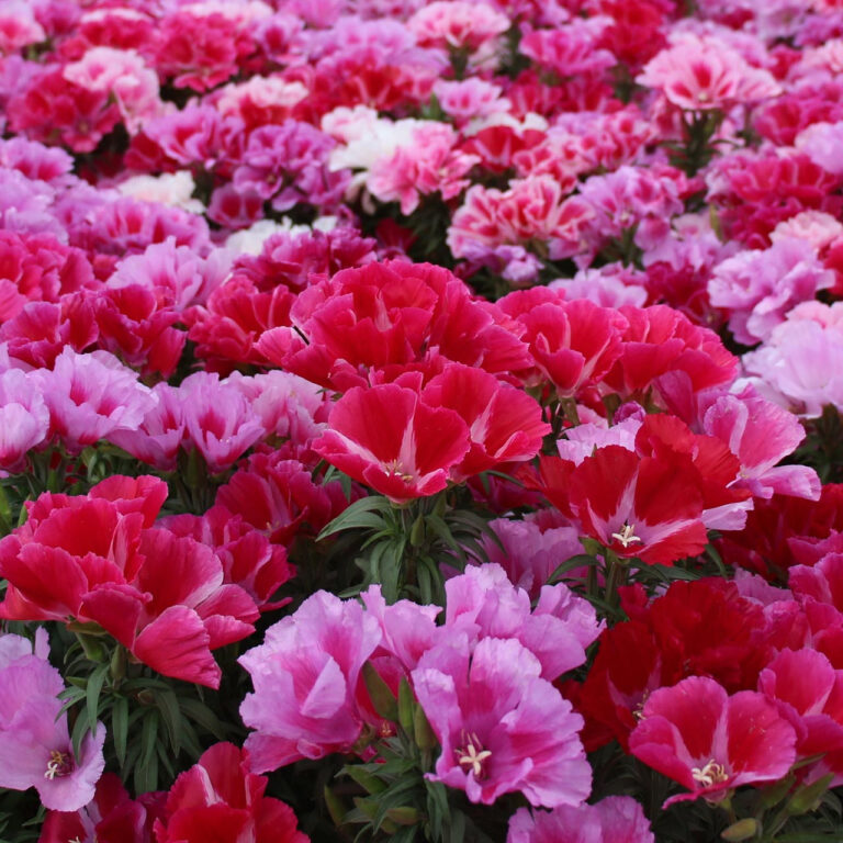 Clarkia Flower Seeds F1 Hybrid