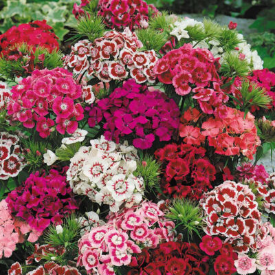 Dianthus_Sweet_Mixed_Maxi_Plugs_0006777_2__65975 Dianthus Flower Seeds F1 Hybrid
