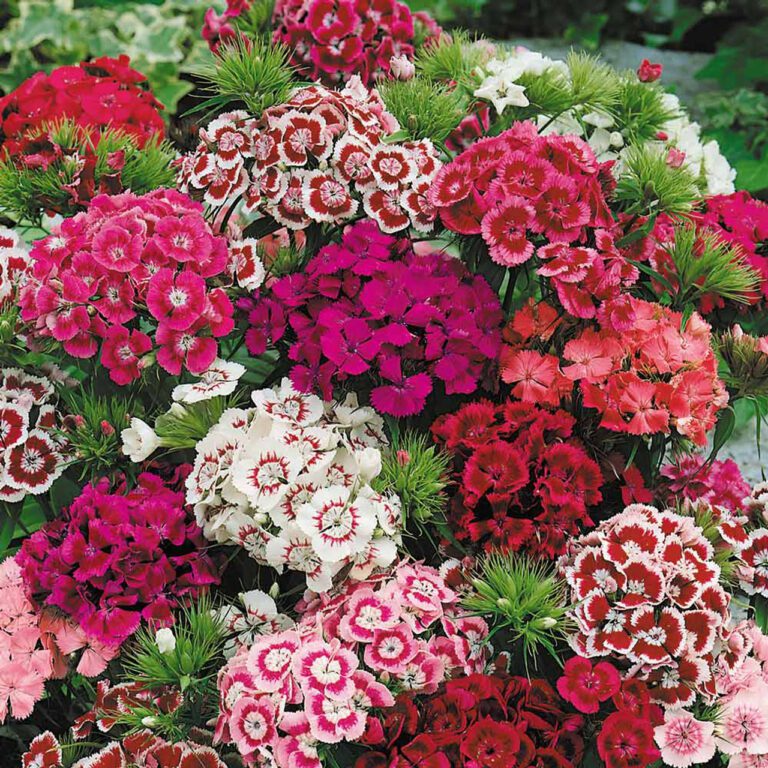 Dianthus Flower Seeds F1 Hybrid