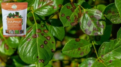 Garden Sulphur -Powerful Protection & Growth with Natural Fungicide and Micronutrient Fertilizer - Image 2