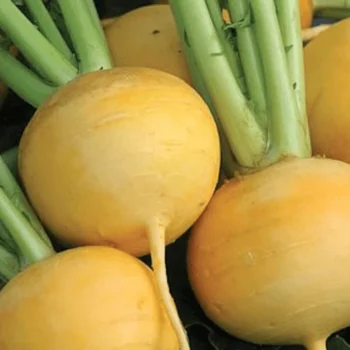 Yellow Turnip OP Seeds