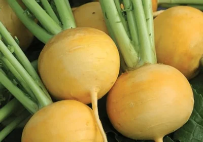 Turnip-Yellow1 Yellow Turnip OP Seeds