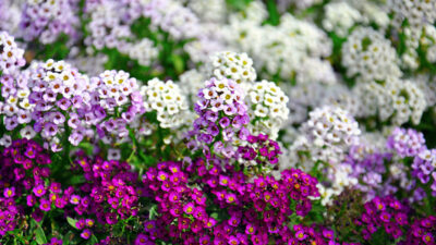 alyssum Alyssum Flower F1 Hybrid