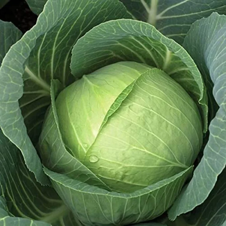 Green Cabbage F1 Hybrid Seeds