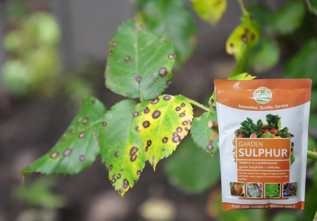Garden Sulphur