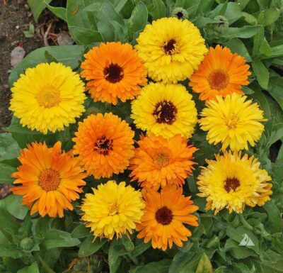 image Calendula Flower Seeds