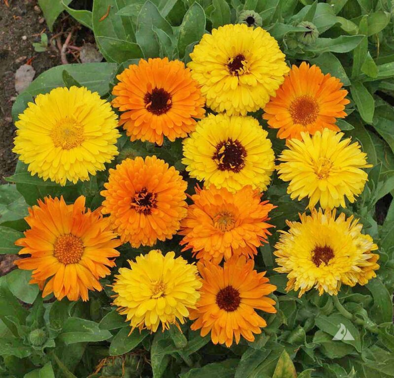 Calendula Flower Seeds