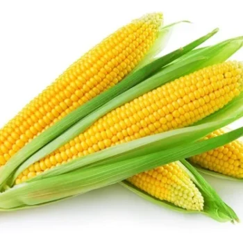 Sweet Corn F1 Hybrid Seeds