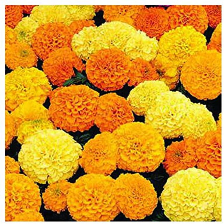 Marigold Mix Color F1 Hybrid Seeds