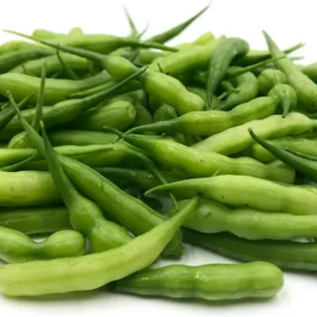 Radish Pods Mongri OP Seeds