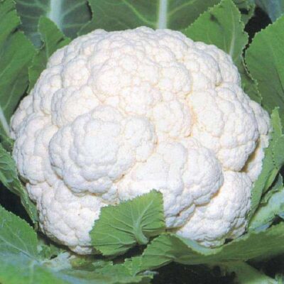 Cauliflower F1 Hybrid Seeds