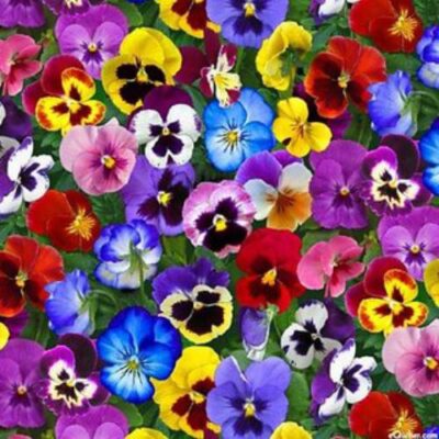 pansy-1_1024x1024 Pansy Flower Seeds F1 Hybrid