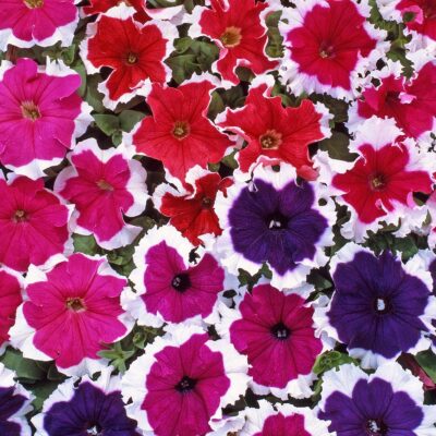petunia-mix-flower Petunia Flower Seeds F1 Hybrid