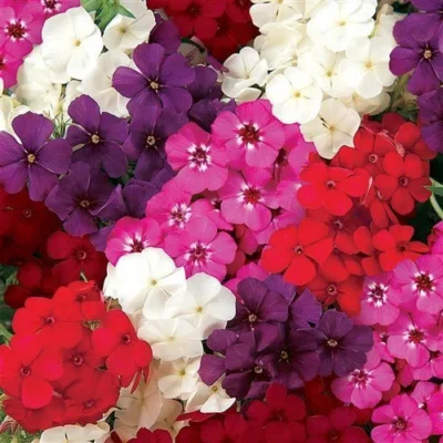 phlox21stcenturymixflowerseeds-500x500 Phlox Mix Flower Seeds F1 Hybrid