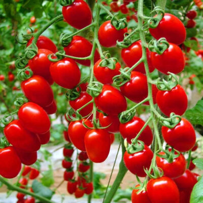 red-cherry-tomato-500x500-1-ezgif.com-webp-to-jpg-converter Cherry Tomato Red F1 Hybrid Seeds