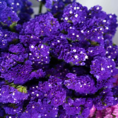 staticepurple1 Statice Flower Seeds F1 Hybrid
