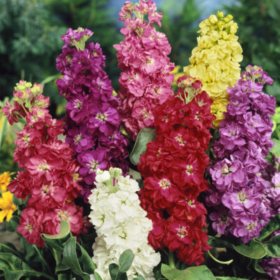 Matthiola incana Excelsior Mischung Stock Flower Seeds F1 Hybrid