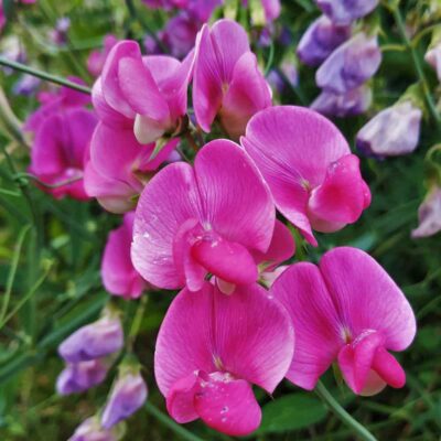 sweetpeasrosepink1 Sweet Pea Flower Seeds F1 Hybrid
