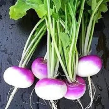 Turnip OP Seeds