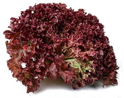 2-lettuceveg-tricone-original-imagqv3yeetgbpkm webp Red Salad F1 Hybrid Seeds