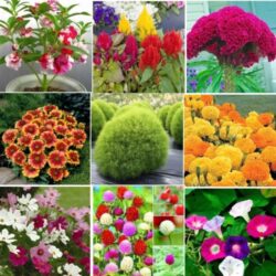 Summer Flower Seed
