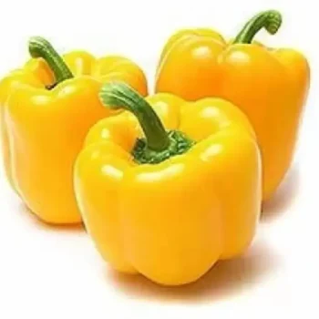 Yellow Capsicum F1 Hybrid Seeds