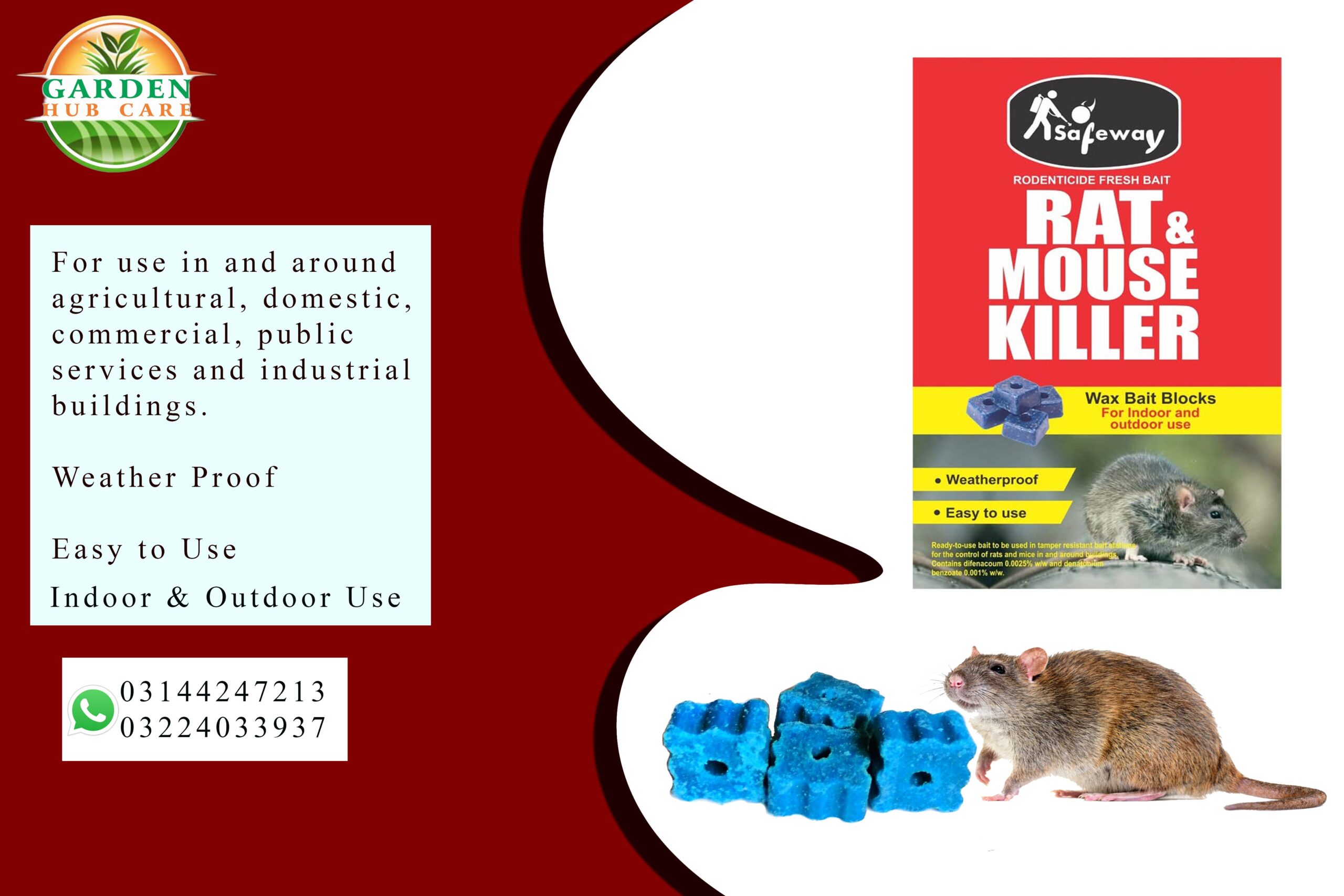 Rodents