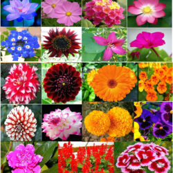 Winter Flower Seed