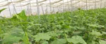 Crop Net – Strong & Durable Protection for Your Crops
