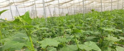 Crop Net – Strong & Durable Protection for Your Crops