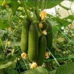 Crop Net – Strong & Durable Protection for Your Crops - Image 2