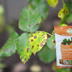 Fungicide