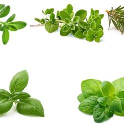Herb Seeds